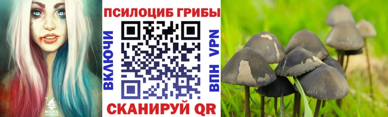 shop формула  Зверево  Псилоцибиновые грибы Psilocybine cubensis 